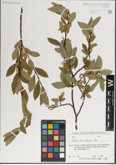 Foto von Salix kazbekensis A. K. Skvortsov